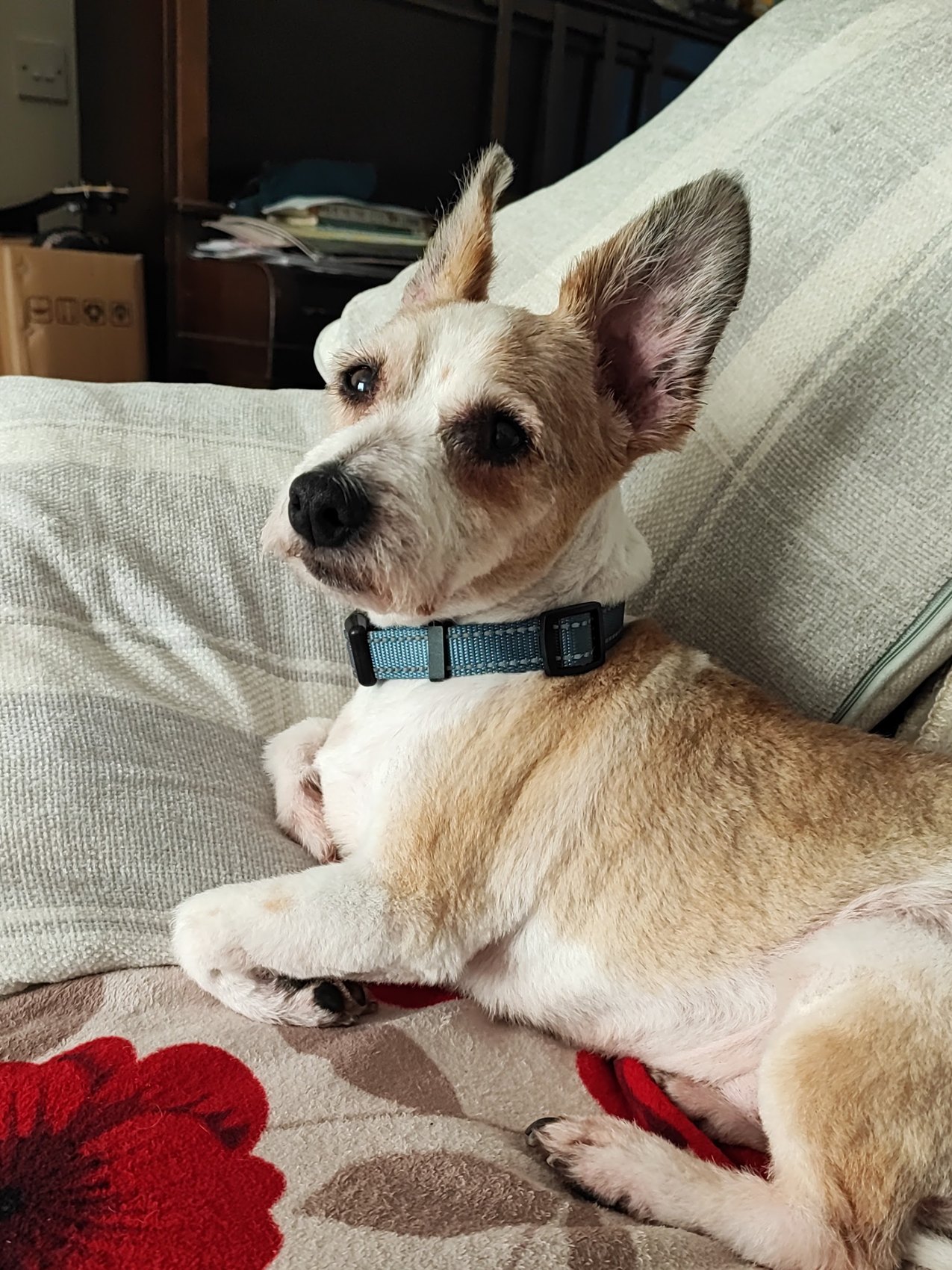 A small tan and white dog with one ear up, lying on a sofa at home