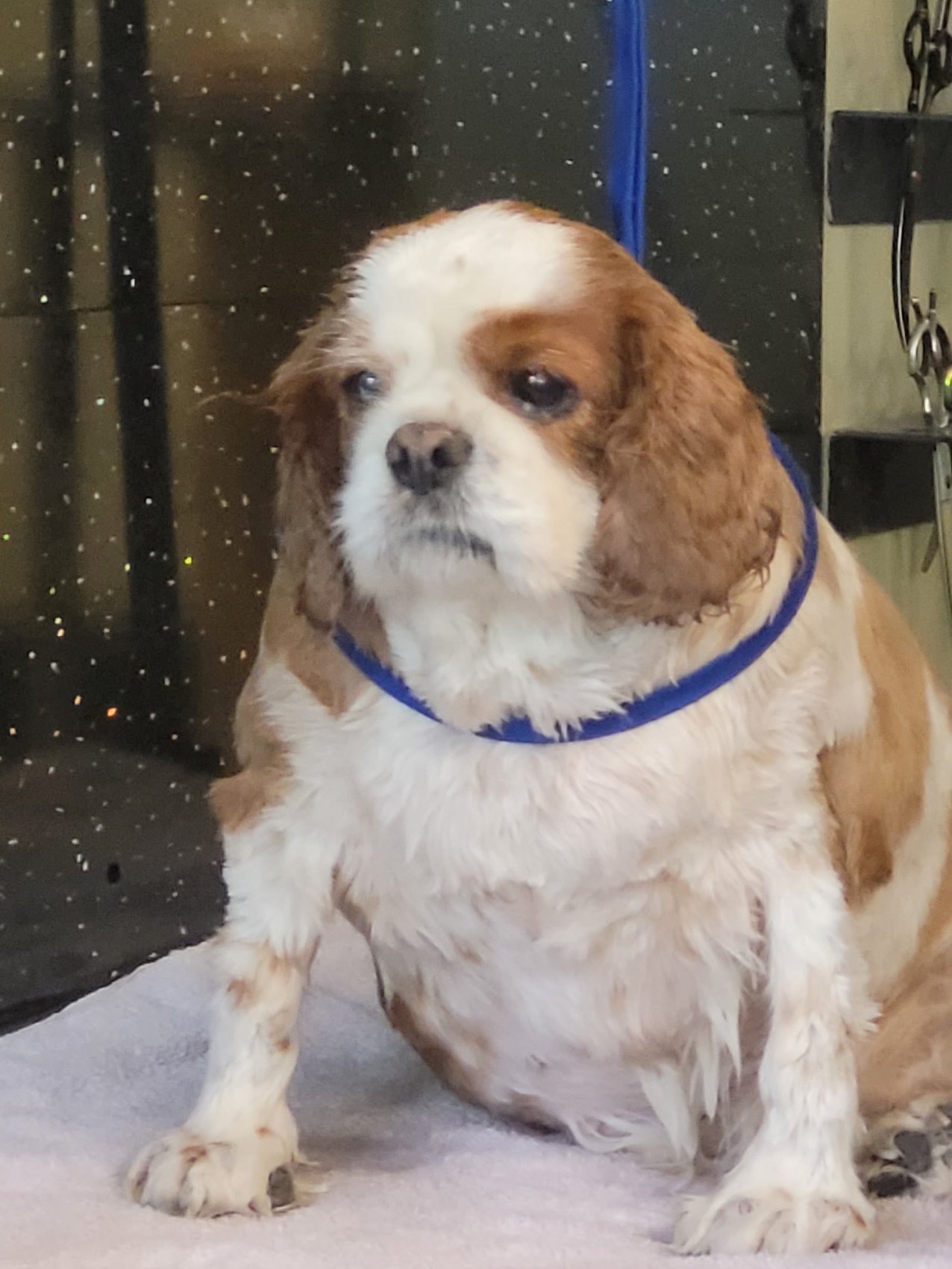 The Cavalier sitting on a towel on the table after the groom