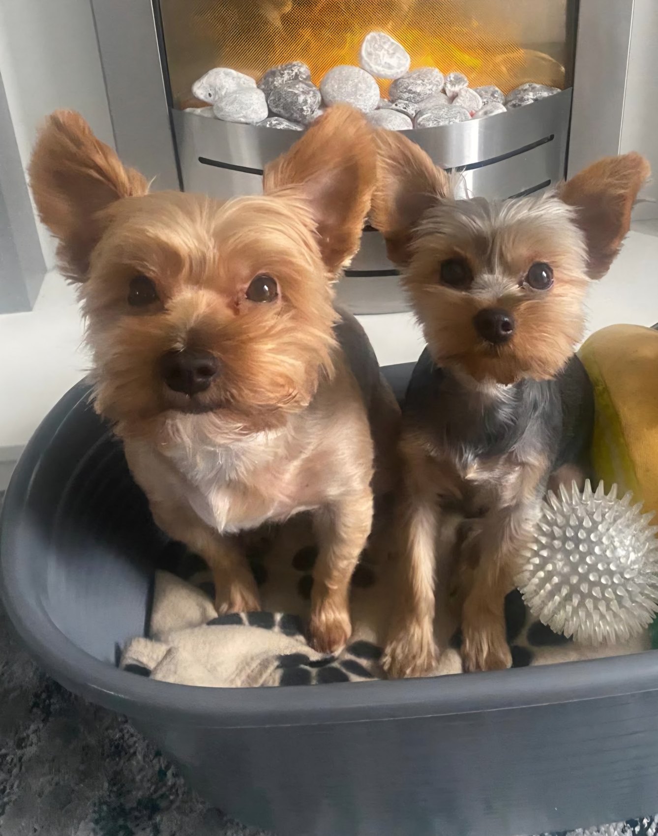 Two Yorkshire terriers sitting together in their bed at home