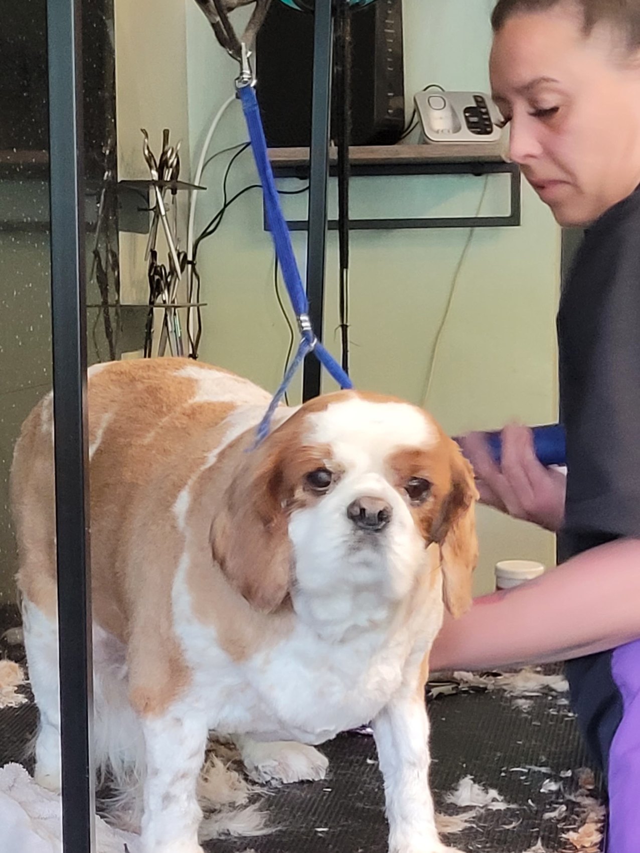 A Cavalier King Charles spaniel standing on the grooming table while being clipped