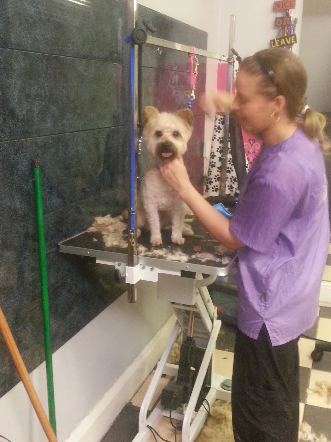 A groomer trimming around a small terrier's face on the grooming table